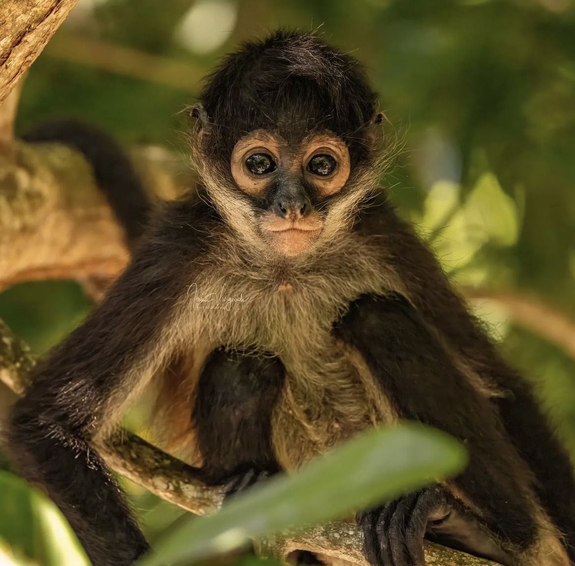 Juvenile spider monkey